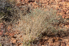 Sporobolus actinocladus