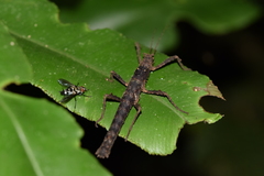 Creoxylus