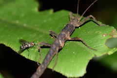 Creoxylus