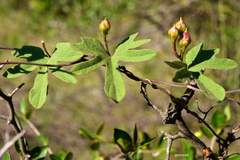 Ipomoea bonariensis