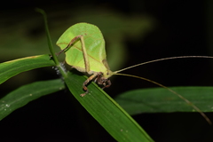 Typophyllum mortuifolium