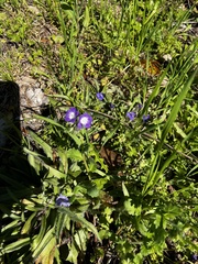 Phacelia patuliflora