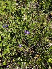 Phacelia patuliflora