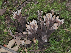 Thelephora penicillata