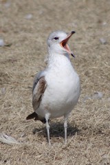 Larus delawarensis