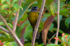 Mitrospingus cassinii