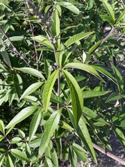 Vitex agnus-castus
