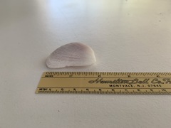 Trapezium oblongum