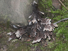 Thelephora penicillata
