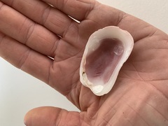 Trapezium oblongum