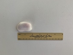 Trapezium oblongum
