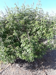 Vitex agnus-castus