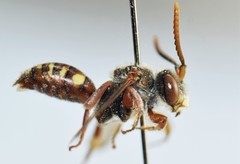 Nomada denticulata