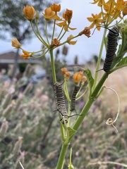 Danaus plexippus