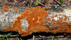 Hymenochaete cinnamomea