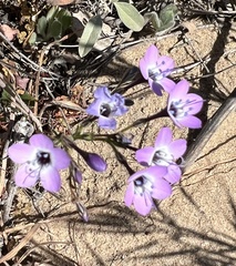 Gilia tenuiflora tenuiflora