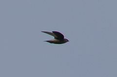 Chaetura cinereiventris