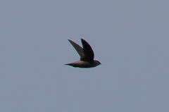 Chaetura cinereiventris