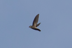 Chaetura cinereiventris