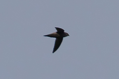 Chaetura cinereiventris