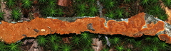 Hymenochaete cinnamomea