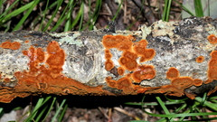 Hymenochaete cinnamomea