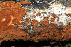 Hymenochaete cinnamomea