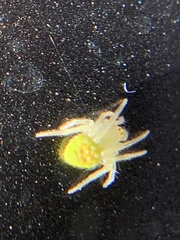 Araneus cingulatus