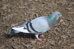 Columba livia domestica