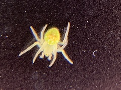 Araneus cingulatus