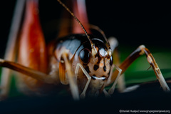 Apotetamenus amazonae