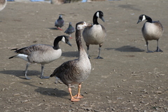 Anser anser × Branta canadensis