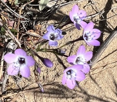 Gilia tenuiflora tenuiflora
