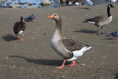 Anser anser domesticus × anser cygnoides domesticus