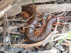 Scolopendra multidens