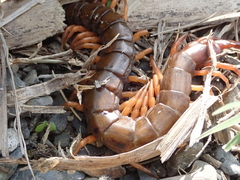 Scolopendra multidens