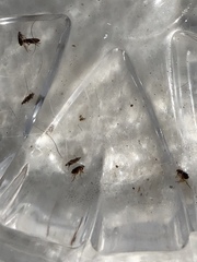 Siphonaptera