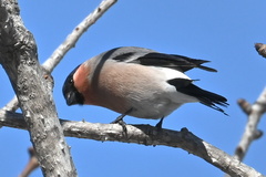 Pyrrhula pyrrhula griseiventris