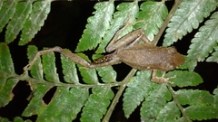 Pristimantis conspicillatus