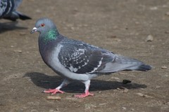 Columba livia domestica