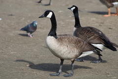Branta canadensis