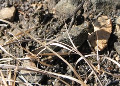 Bryodemella