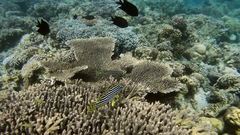 Plectorhinchus vittatus