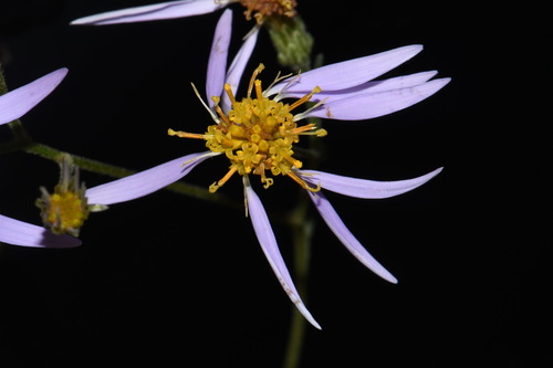 Image of Eurybia jonesiae by (c) Brian Finzel, some rights reserved (CC BY-SA)