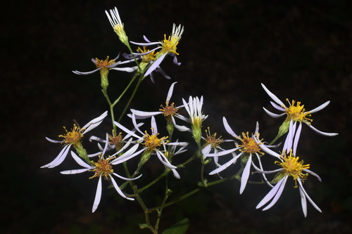 Image of Eurybia jonesiae by (c) Brian Finzel, some rights reserved (CC BY-SA)
