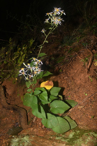 Image of Eurybia jonesiae by (c) Brian Finzel, some rights reserved (CC BY-SA)