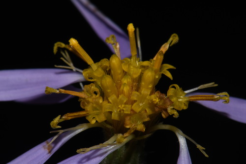 Image of Eurybia jonesiae by (c) Brian Finzel, some rights reserved (CC BY-SA)
