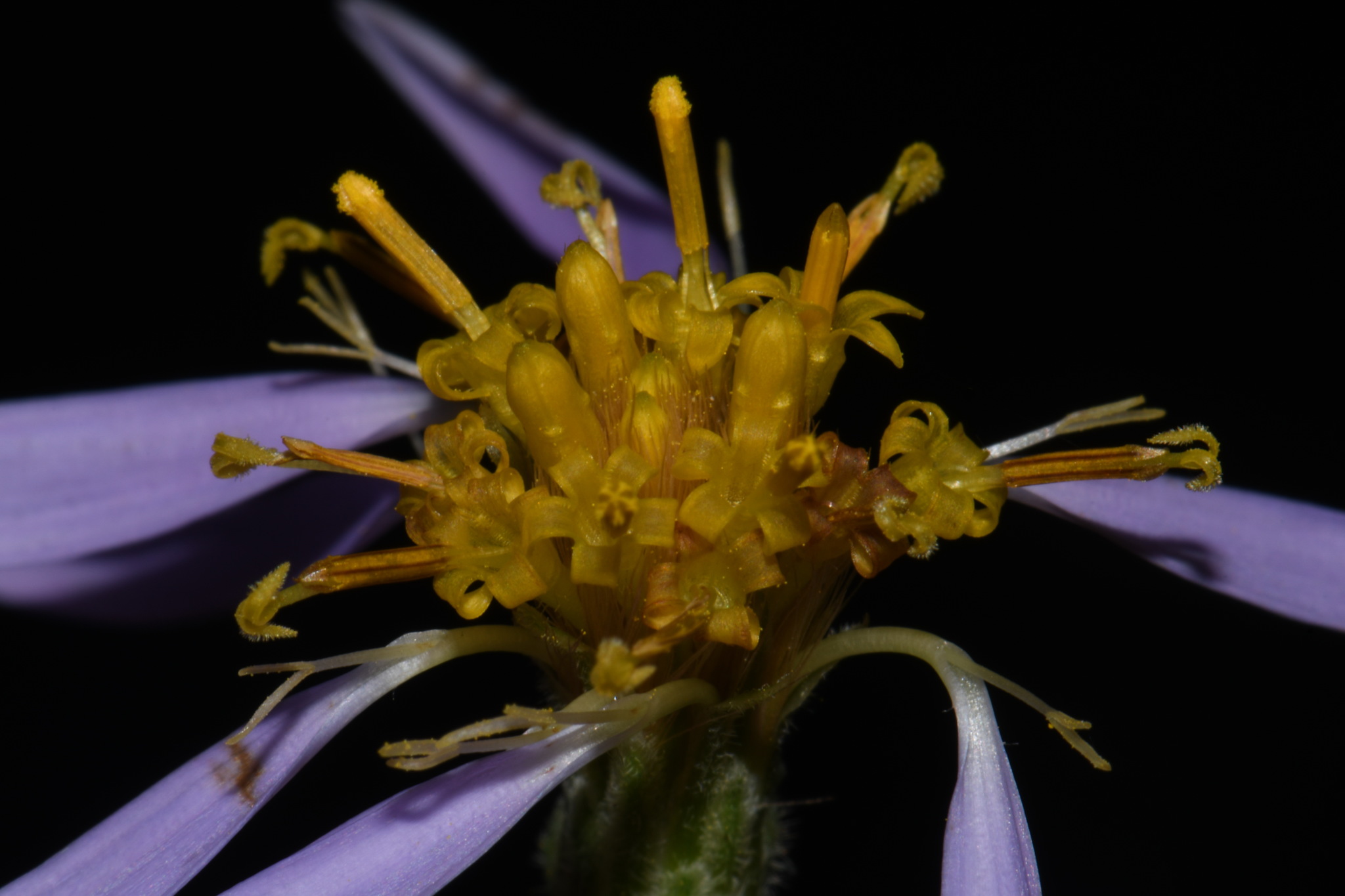 Eurybia jonesiae