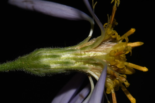 Image of Eurybia jonesiae by (c) Brian Finzel, some rights reserved (CC BY-SA)