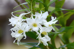 Dendrobium dearei